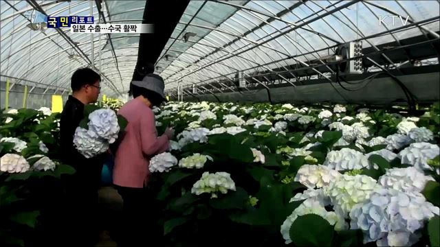일본 수출 '수국' 활짝···수확 한창
