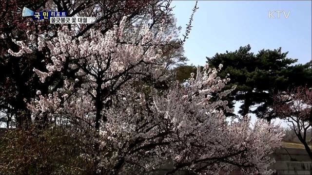 궁궐의 봄···울긋불긋 꽃 대궐
