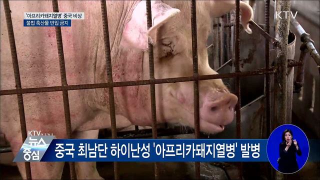 '아프리카돼지열병' 중국서 비상···불법 축산물 반입 금지