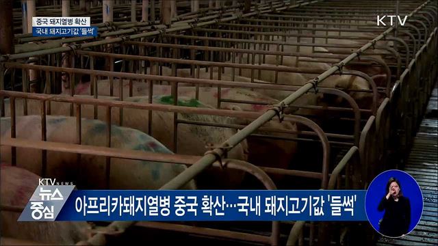 중국 아프리카돼지열병···국내 돼지고기값도 인상 본격화