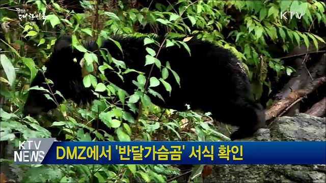 DMZ에서 '반달가슴곰' 서식 확인