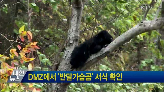 DMZ에서 '반달가슴곰' 서식 확인