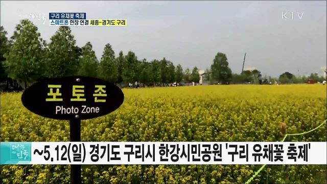노란 유채꽃 물결과 함께! 구리 유채꽃 축제