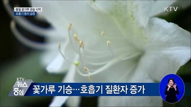 봄철 꽃가루 공습 시작···호흡기 환자 급증