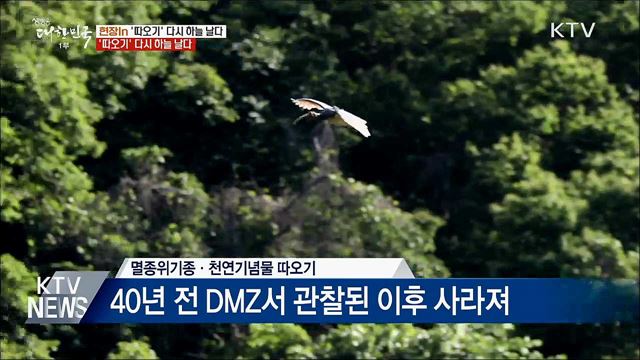"멸종 위기 따오기, 40년 만에 한반도 하늘 날다" [현장 in]  