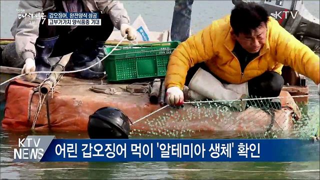 갑오징어 완전양식 성공···고부가가치 양식품종 기대