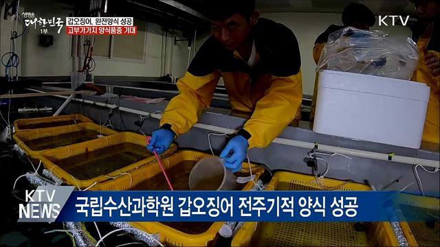 갑오징어 완전양식 성공···고부가가치 양식품종 기대