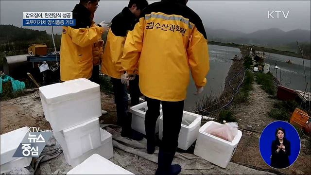 갑오징어 완전양식 성공···고부가가치 양식품종 기대