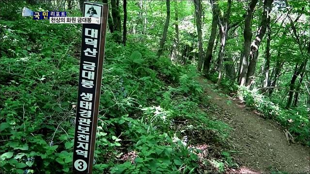 야생화의 천국···태백산 금대봉을 가다