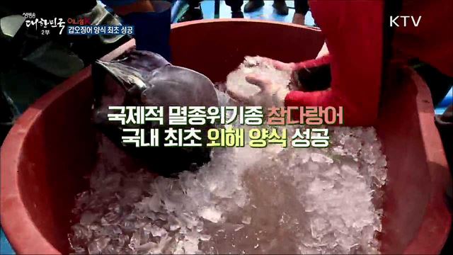 갑오징어 양식 최초 성공 [이니셜K]