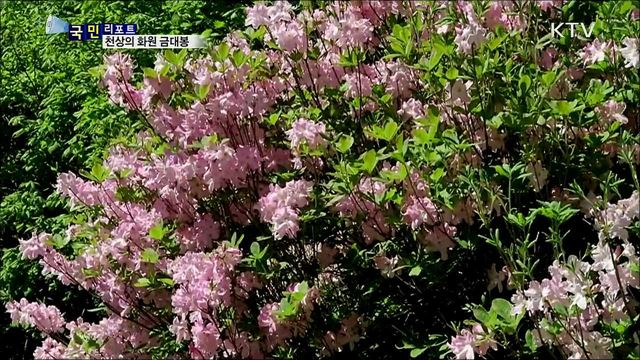 야생화의 천국···태백산 금대봉을 가다