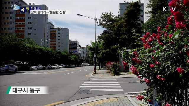 아파트 장미 울타리, 아름답게 보이지만···