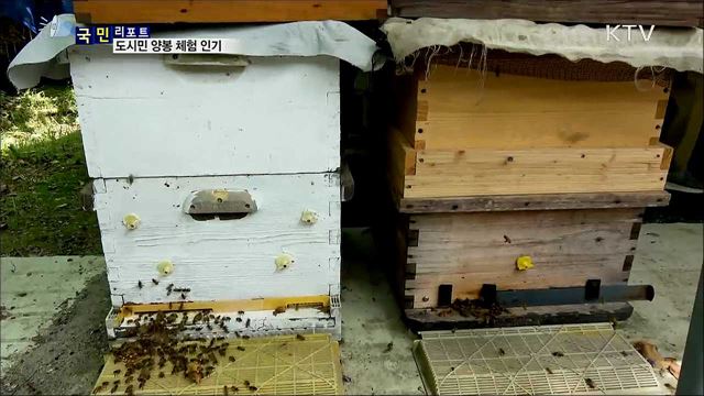 청년도 은퇴세대도 '양봉 체험' 큰 관심