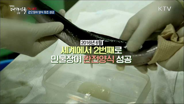 갑오징어 양식 최초 성공 [이니셜K]