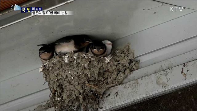 보기 드문 '행운의 길조' 흰 제비 태어나