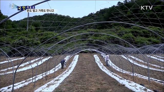 농촌 일손 도우려 왔어요···돈도 벌고 가족도 만나고