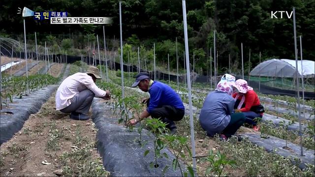농촌 일손 도우려 왔어요···돈도 벌고 가족도 만나고