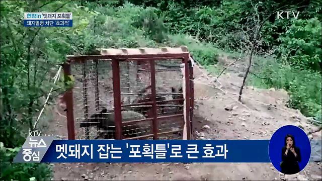 효과 좋은 '멧돼지 포획틀'···돼지열병 차단 [현장in]