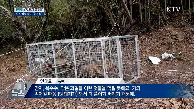 효과 좋은 '멧돼지 포획틀'···돼지열병 차단 [현장in]