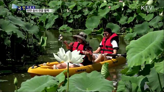 천만 송이 연꽃 '부여 궁남지' 장관 연출   