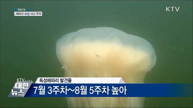 여름철 해파리·벌 쏘임 사고 집중···'조심하세요'  