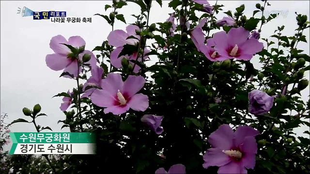 시민들이 키운 무궁화···나라 소중함 일깨워