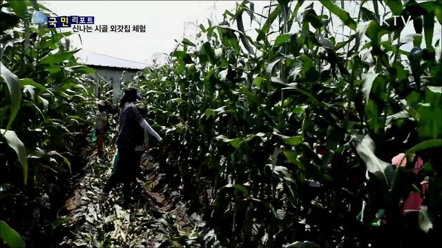 옥수수 따고 뗏목 타고···신나는 외갓집 체험