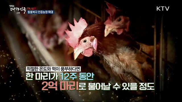동물복지 인증농장 확대 [이니셜K]