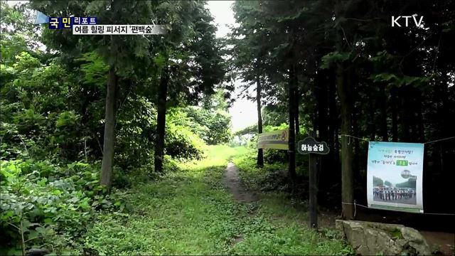 더위도 피로도 저만치···'편백숲 힐링' 인기