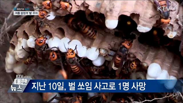 벌 쏘임 사고 집중 8월···'불청객 주의하세요'