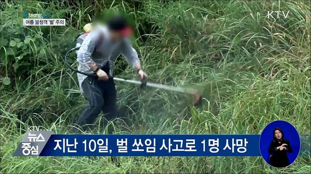 벌 쏘임 사고 집중 8월···'불청객 주의하세요'