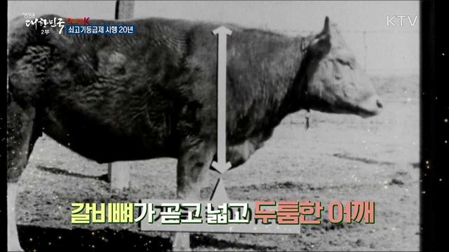 쇠고기등급제 시행 20년 [이니셜K]