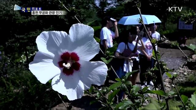 무궁화의 고장 홍천···무궁화 관광 발길 이어져