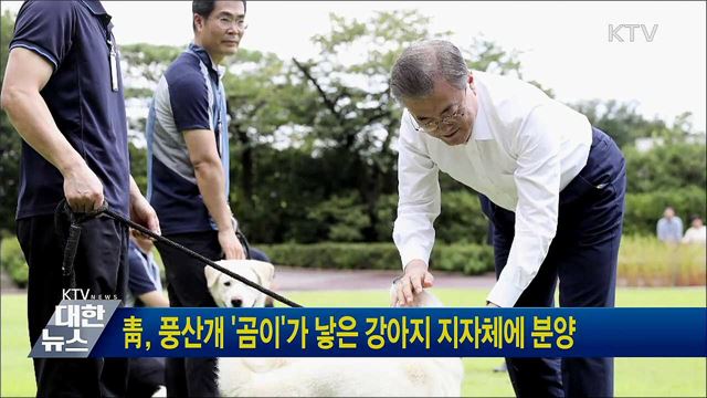 靑, 풍산개 '곰이'가 낳은 강아지 지자체에 분양
