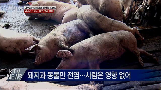 폐사율 100%···외국서 소시지·육포 반입 자제