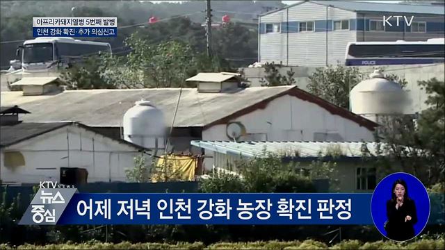 인천 강화 아프리카돼지열병 확진···5번째 발병