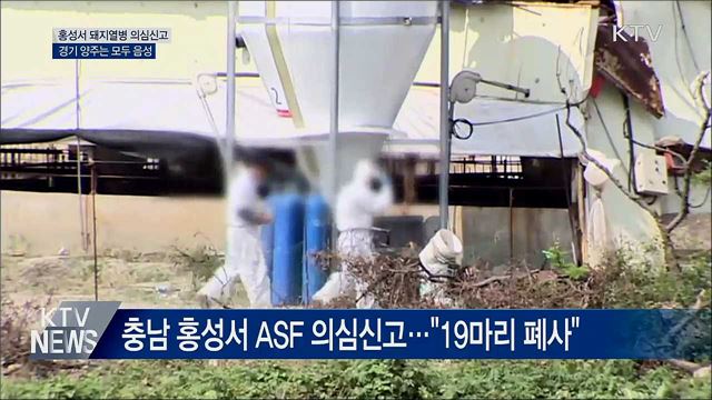 충남 홍성서 돼지열병 의심신고···양주는 음성 판정