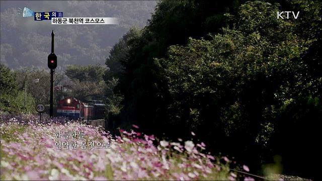 하동군 북촌역 코스모스 [한국의 美]