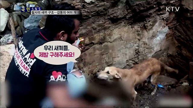 필사의 새끼 구조···진한 감동 준 어미 개  