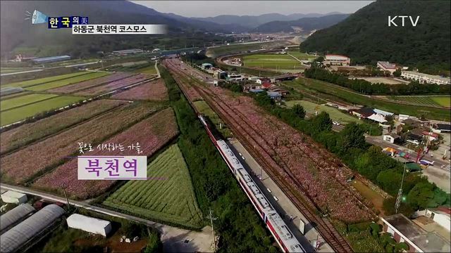 하동군 북천역 코스모스 [한국의 美]