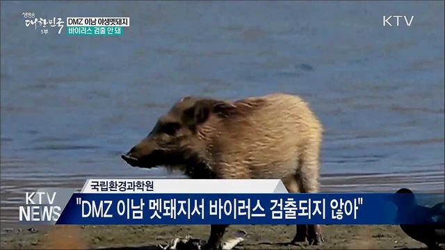 "DMZ 이남 야생멧돼지서 바이러스 검출 안 돼"