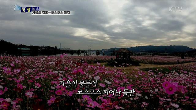 가을의 길목···코스모스 물결  [한국의 美]
