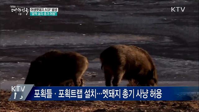 야생멧돼지 ASF 바이러스 검출···"철책 설치·총기 허용"