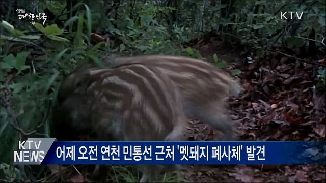 경기 연천 민통선 맷돼지 폐사체서 ASF 검출