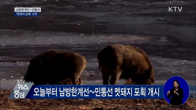 남방한계선~민통선 '멧돼지 포획' 개시