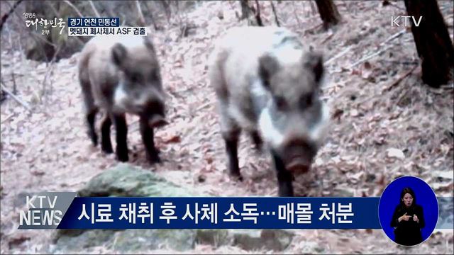 경기 연천 민통선 멧돼지 폐사체서 ASF 검출