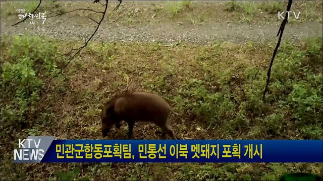 민관군합동포획팀, 민통선 이북 멧돼지 포획 개시
