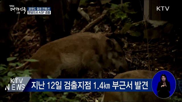 철원 민통선 내 멧돼지서 ASF 검출···7마리째