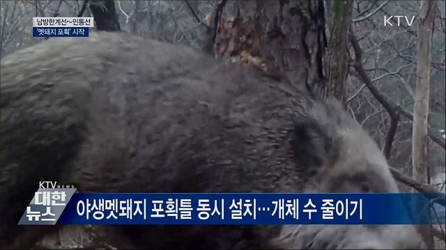 남방한계선~민통선 '멧돼지 포획' 개시