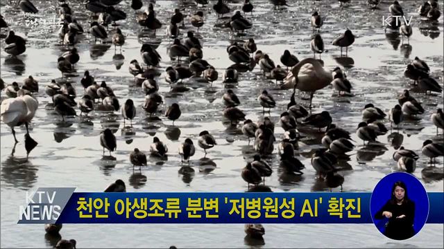 천안 야생조류 분변 '저병원성 AI' 확진